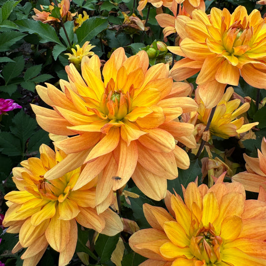 Dahlia Honey Pots  LB-140