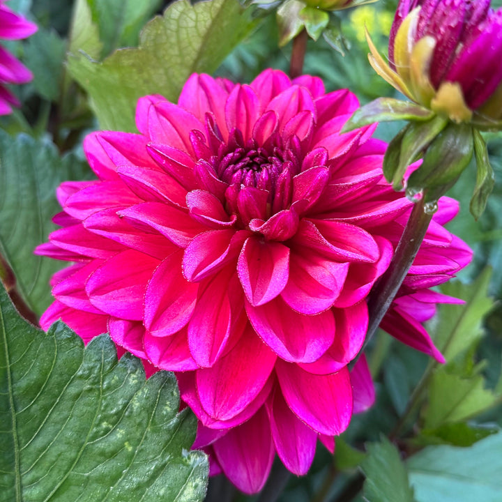 Dahlia Tickety-boo