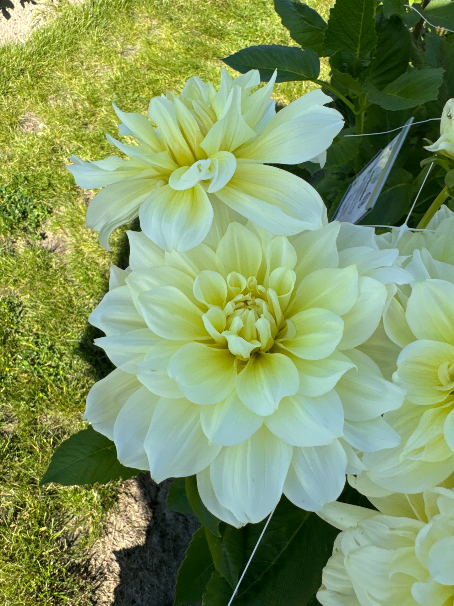 Dahlia Ice Breaker Nyhet!