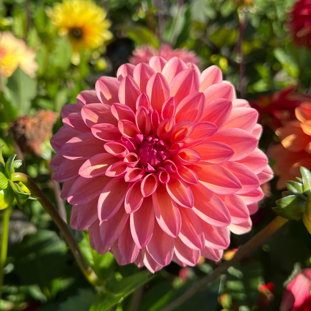 Dahlia Hello You!