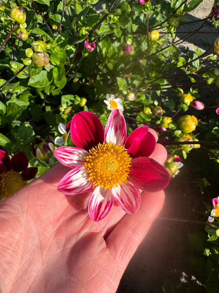 Dahlia Twyning´s Smarty Utgår!