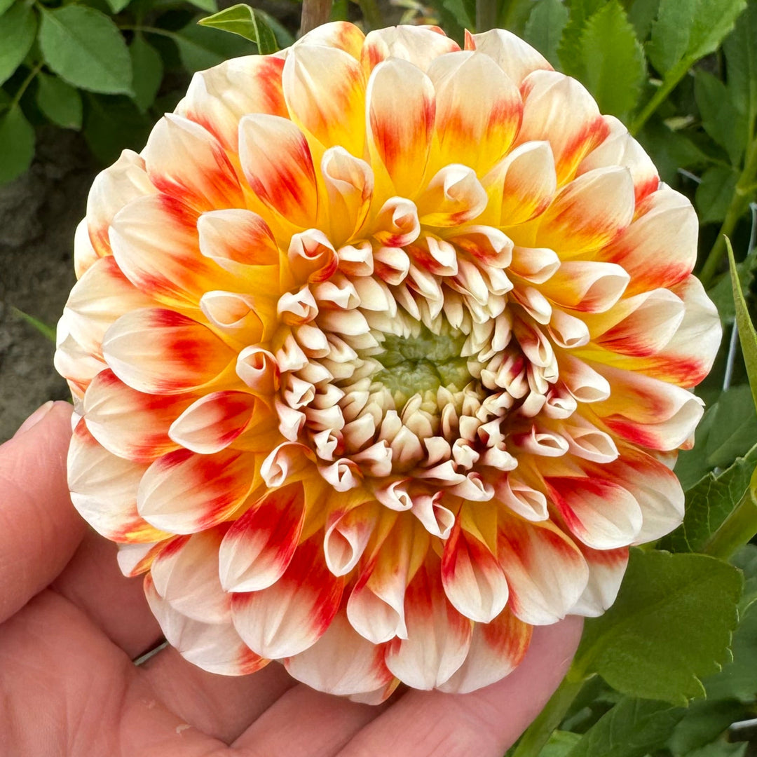 Dahlia Jowey Fantasy