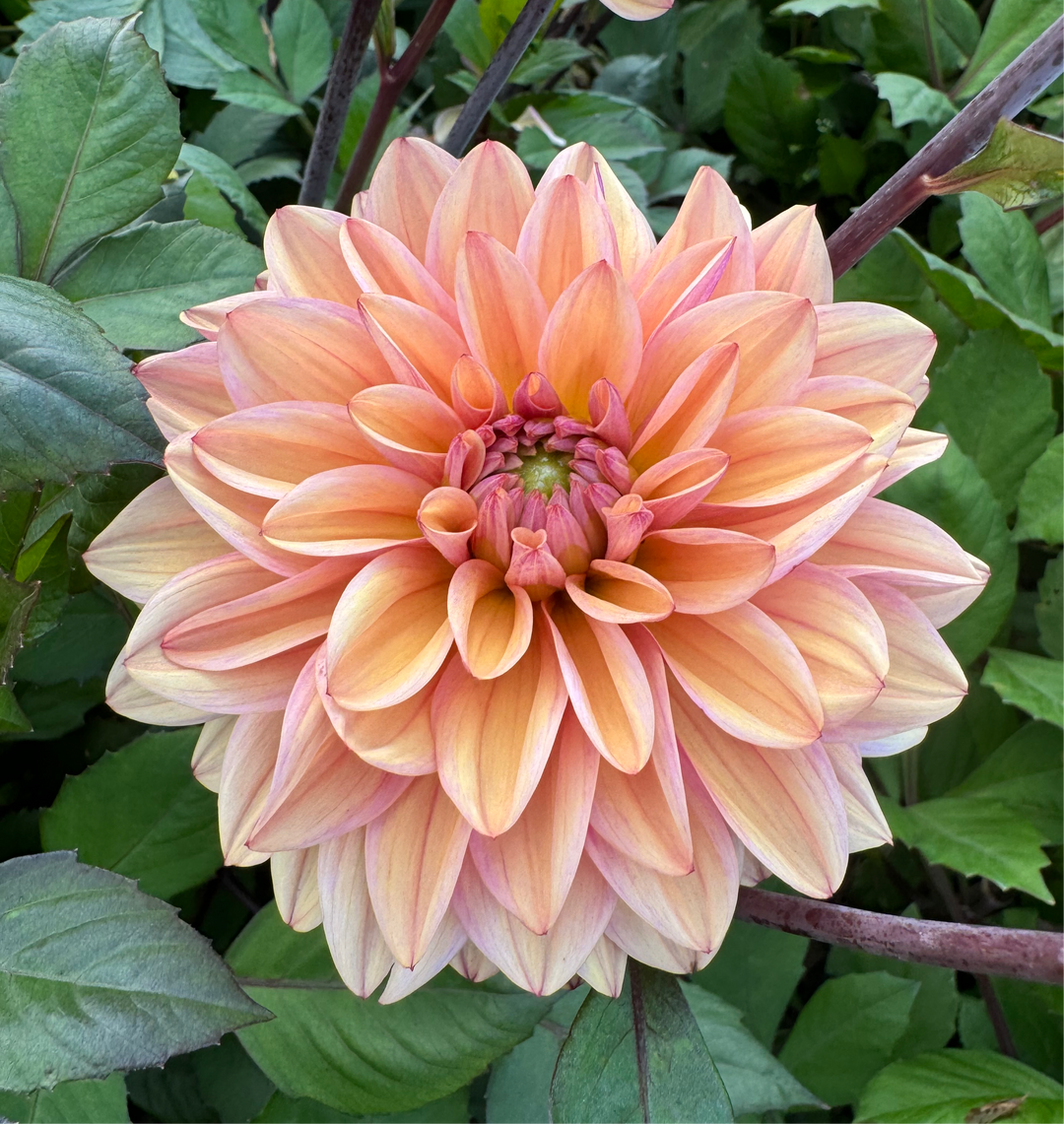 Dahlia Peachy Pearl