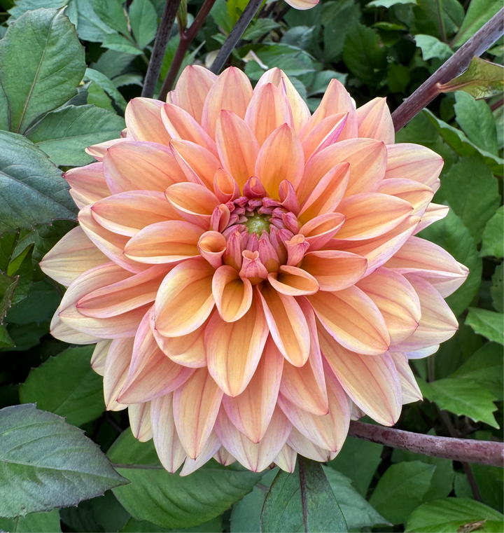 Dahlia Peachy Pearl