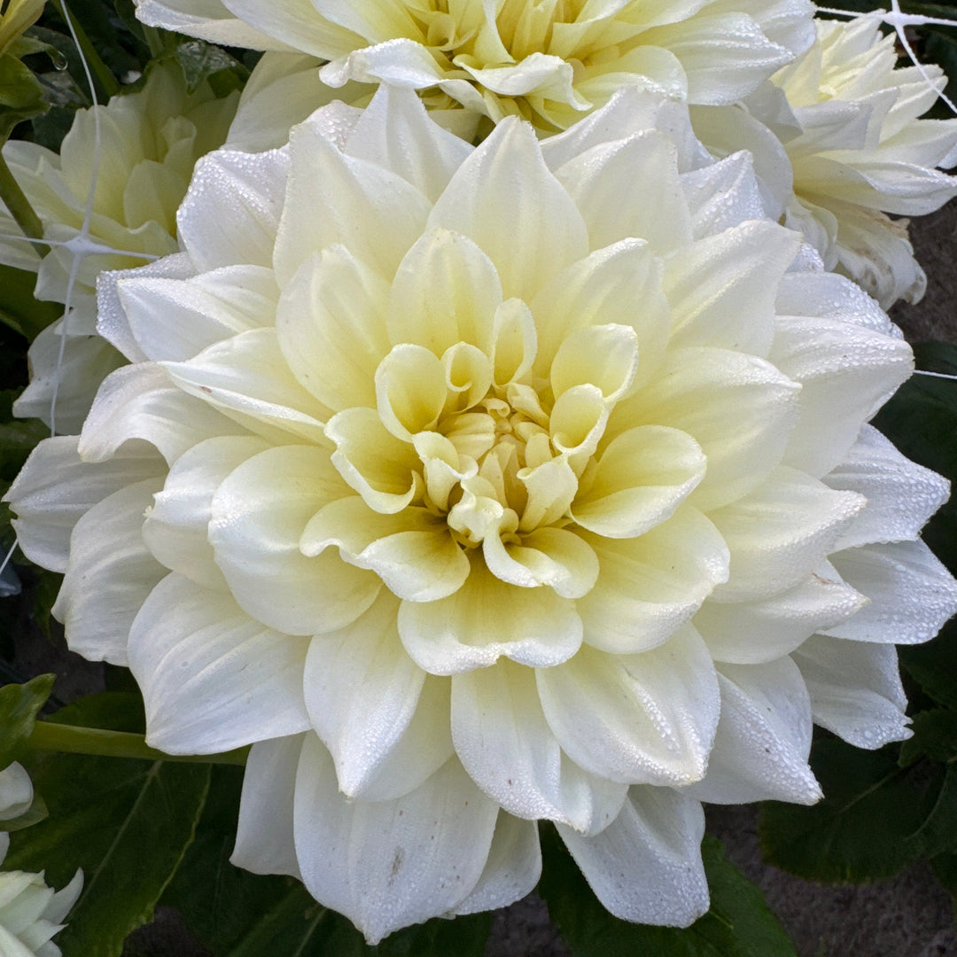 Dahlia Ice Breaker