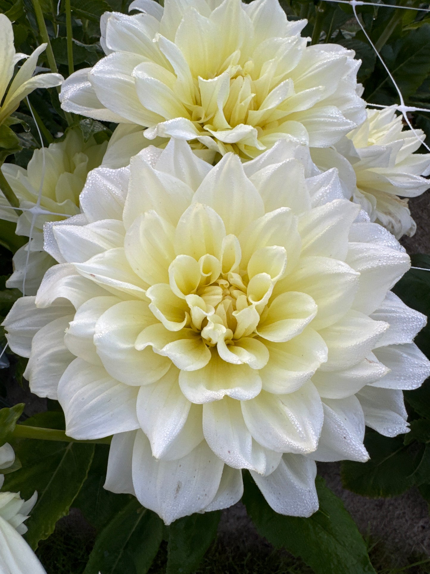 Dahlia Ice Breaker Nyhet!