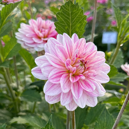 Dahlia Bonesta