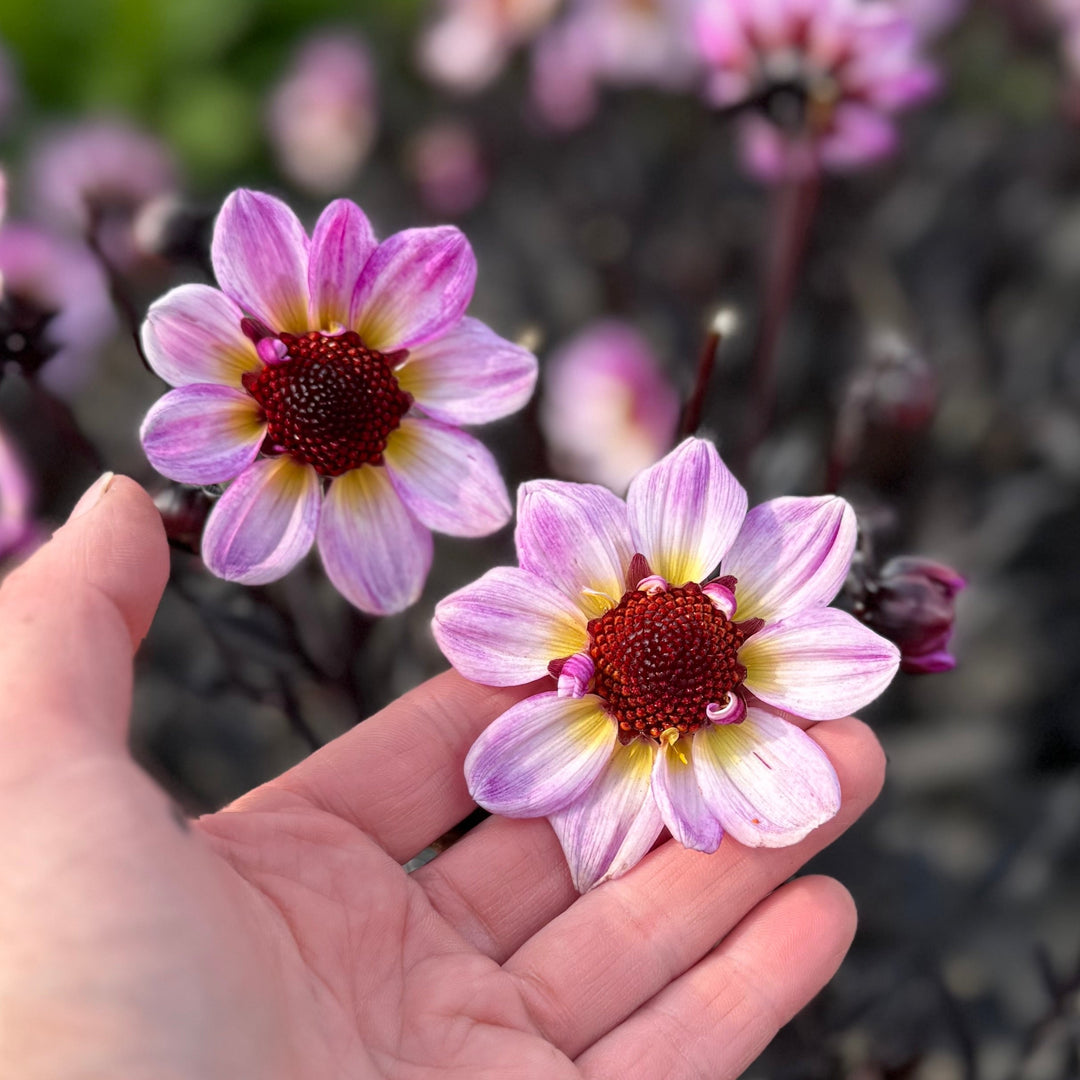 Dahlia American Pie®