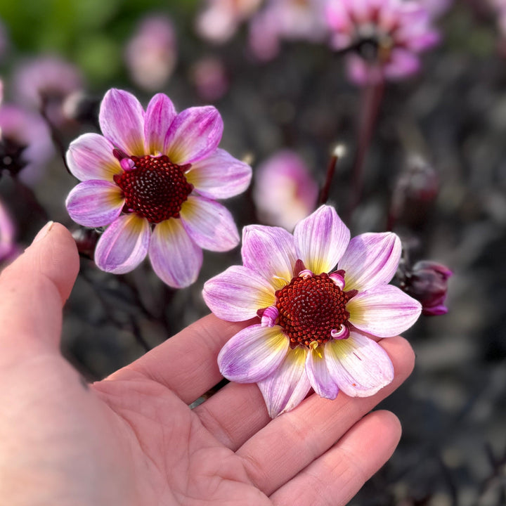 Dahlia American Pie®