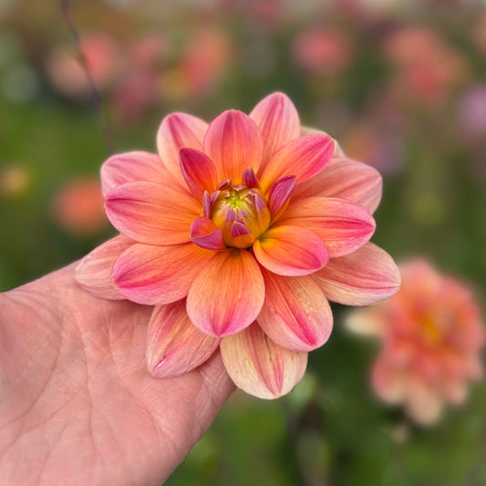 Dahlia Morning Glory