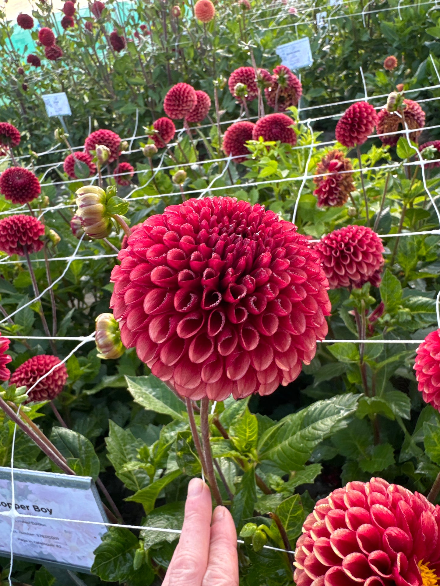 Dahlia Copper Boy