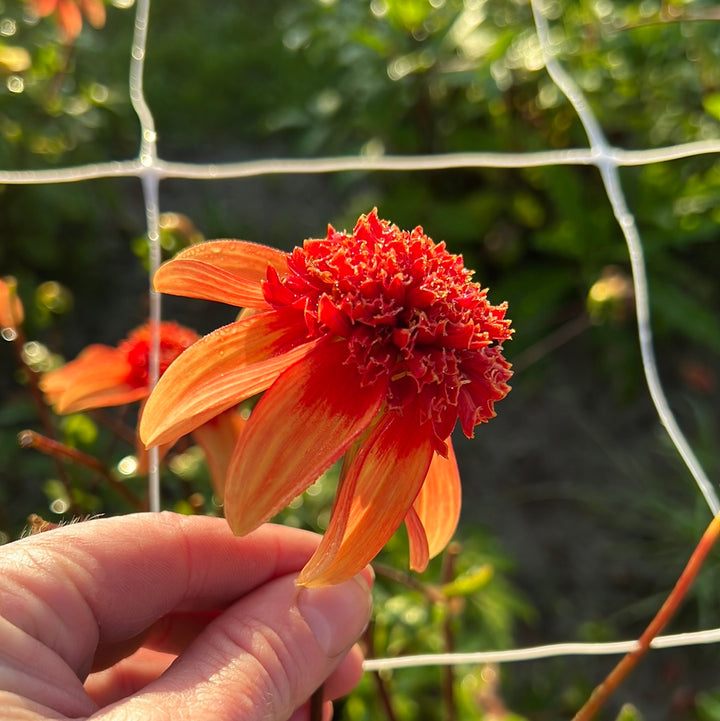 Dahlia Josie