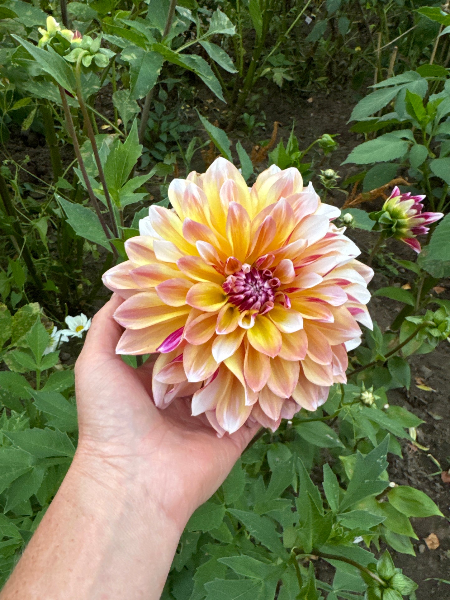 Dahlia Caribean Fantasy