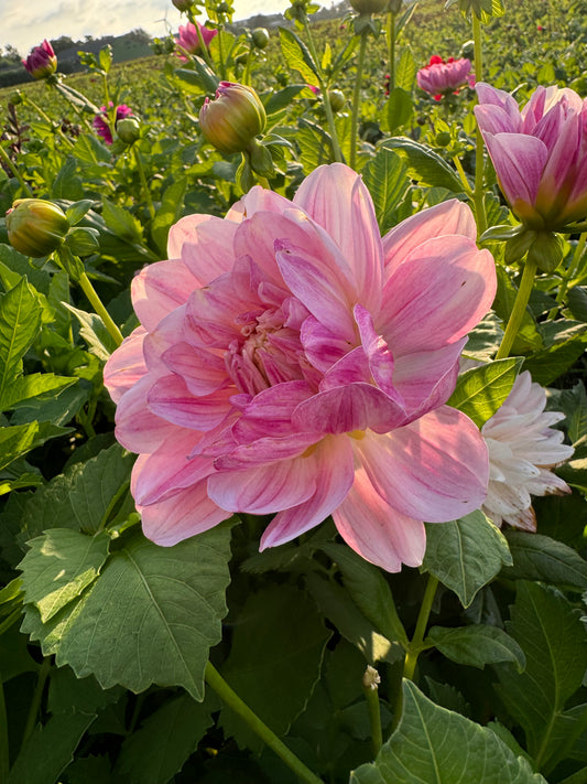 Dahlia Linns Lullaby  LB-126