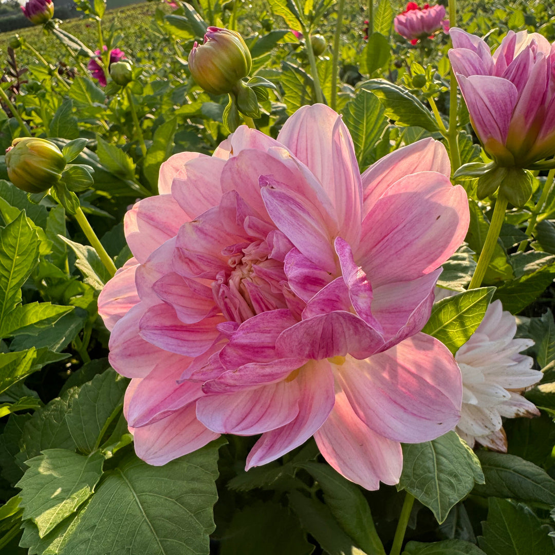 Dahlia Linns Lullaby