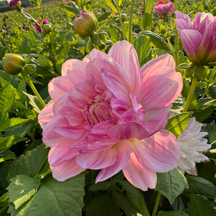 Dahlia Linns Lullaby
