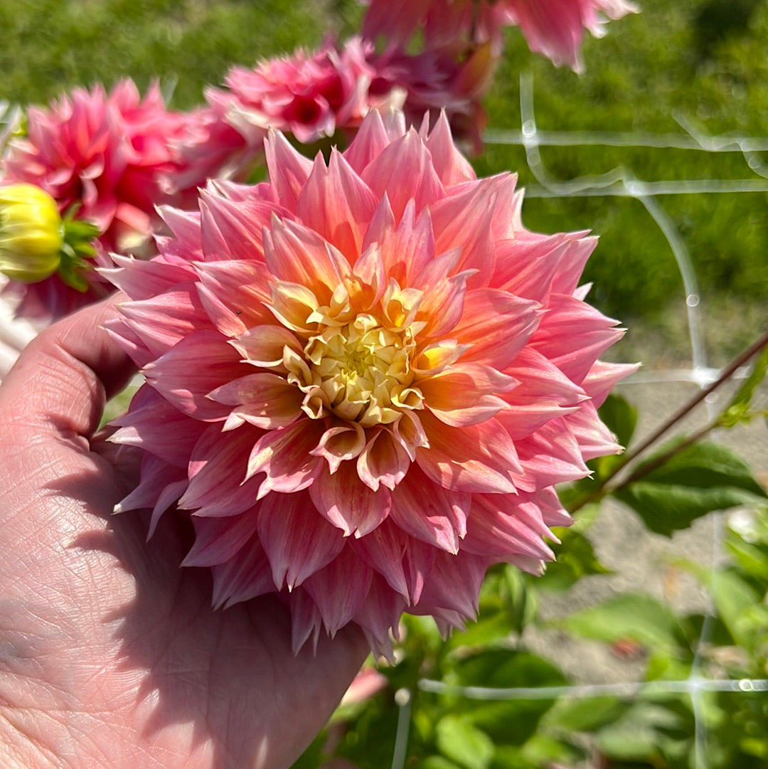 Dahlia Kogane Fubuki