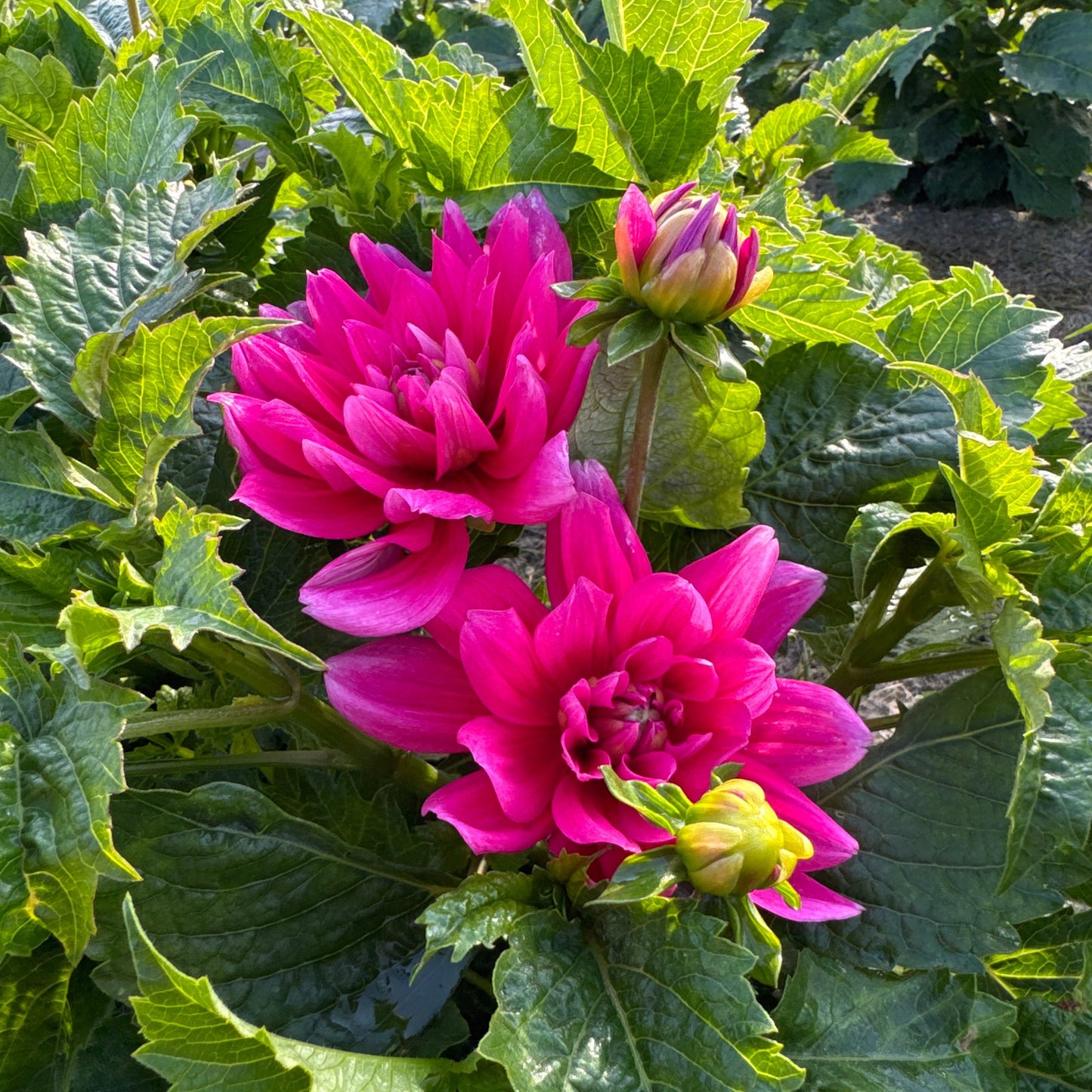 Dahlia Bluesette Nyhet!