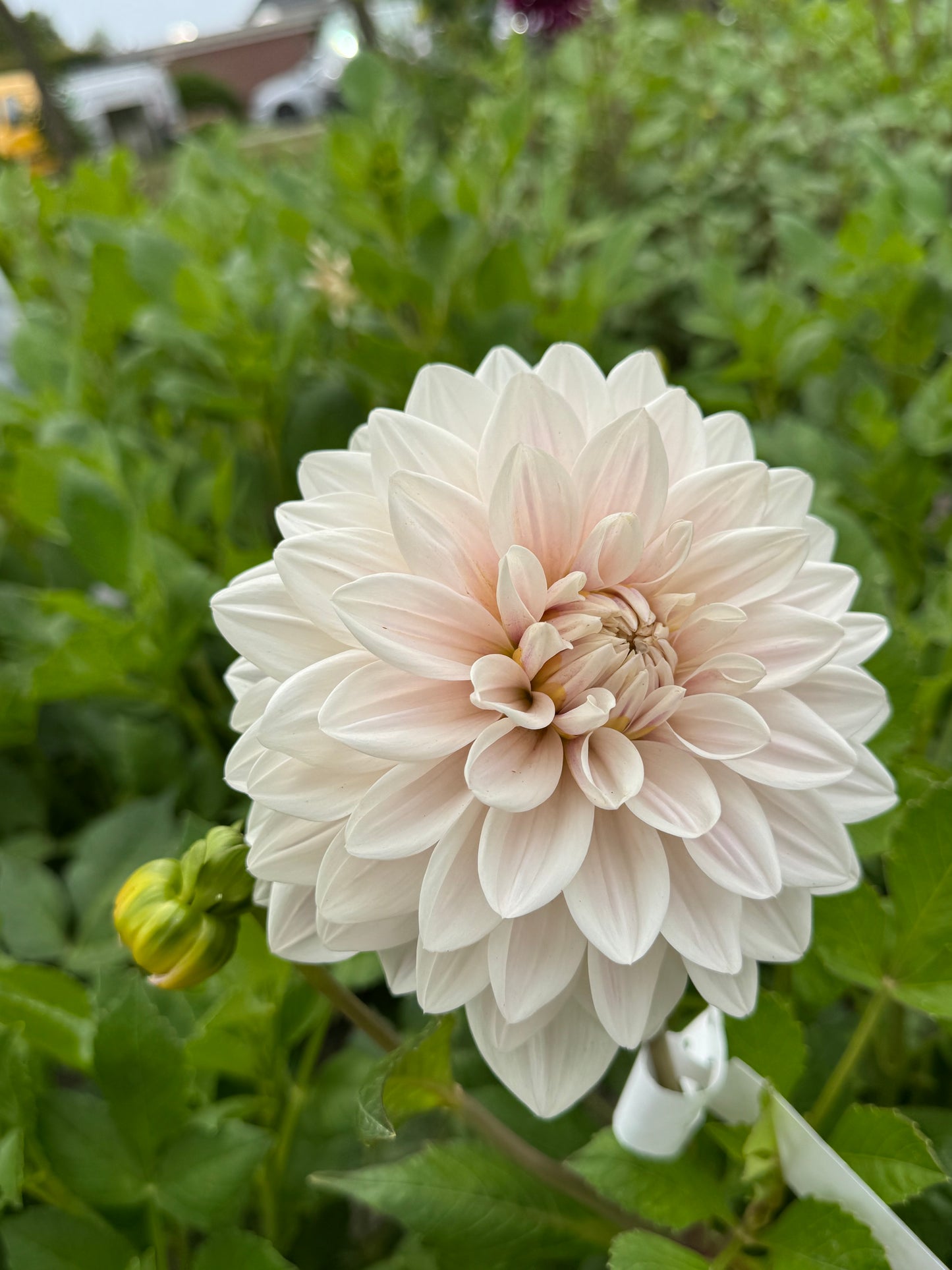 Dahlia Valente® Nyhet!