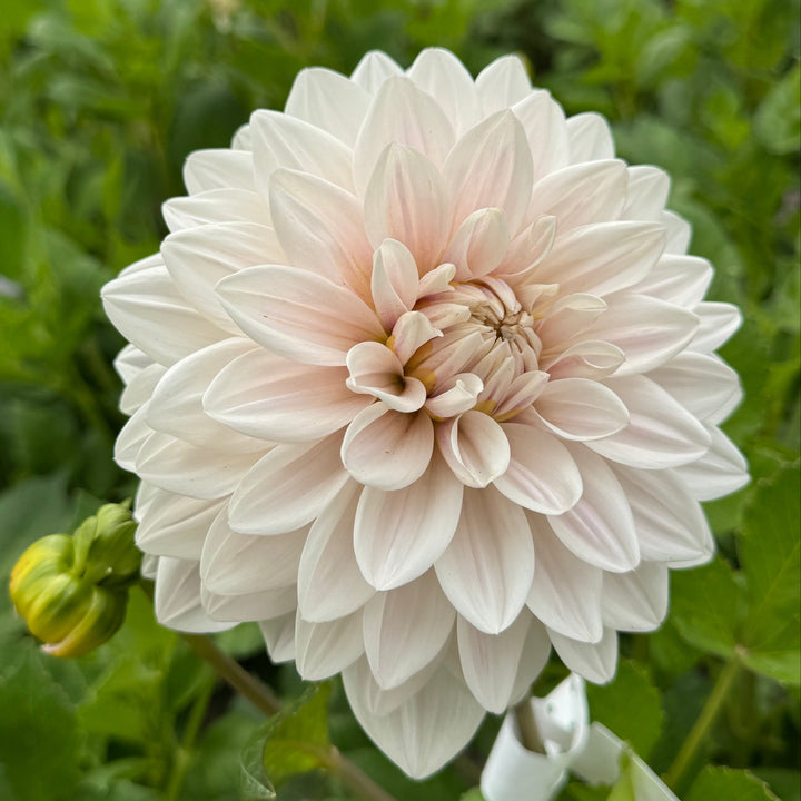 Dahlia Valente® Nyhet!