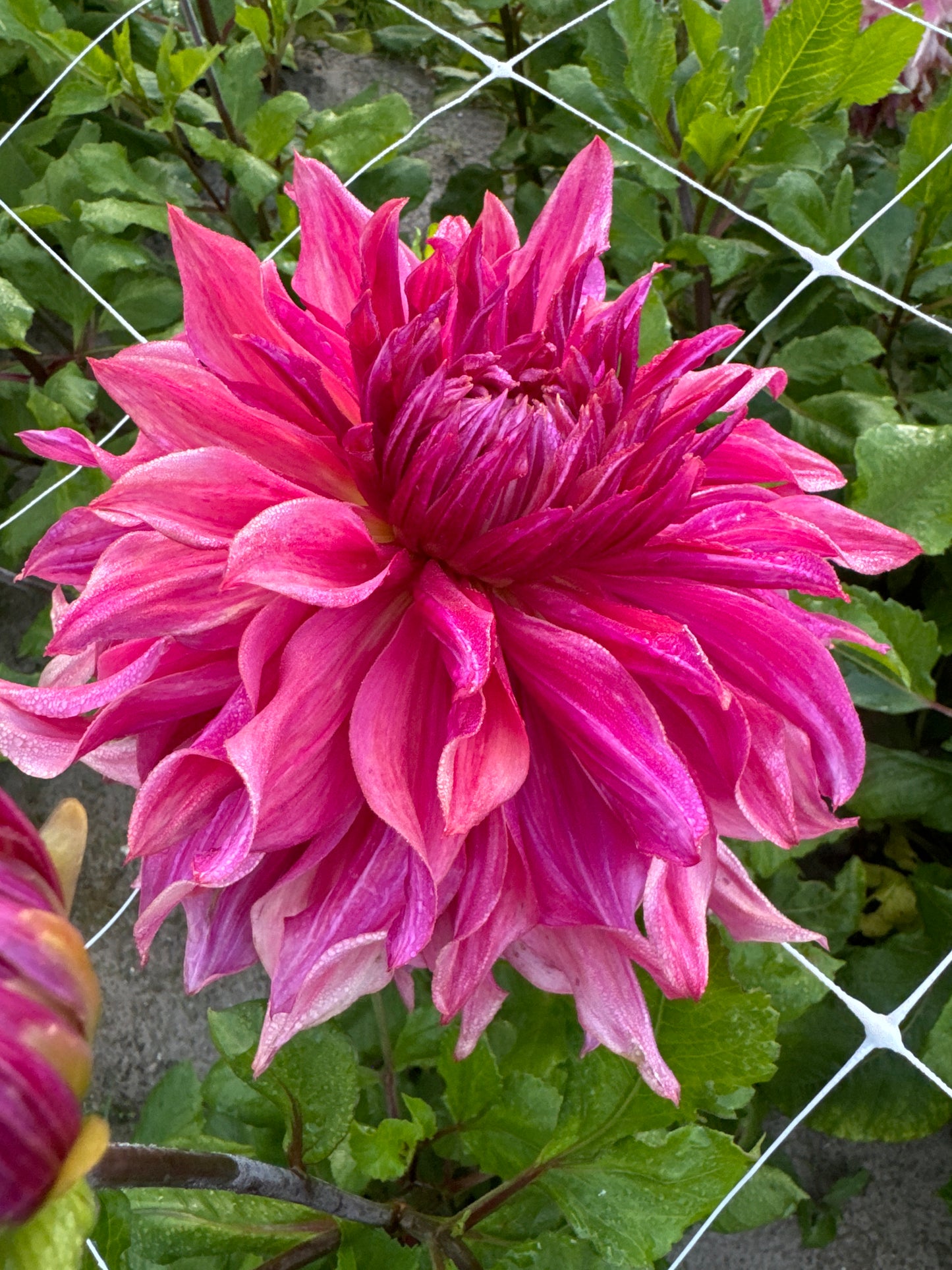 Dahlia Penhill Dark Monark