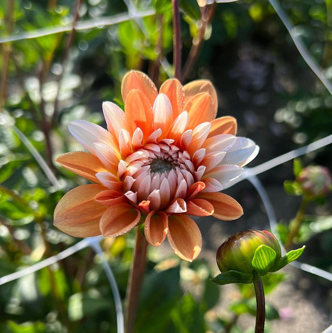 Dahlia Orange Perception