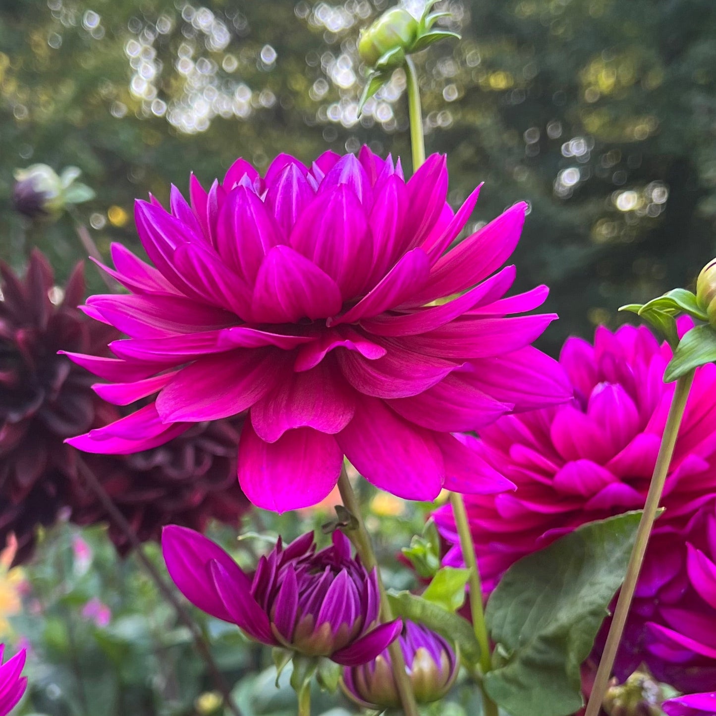 Dahlia Berner Oberland