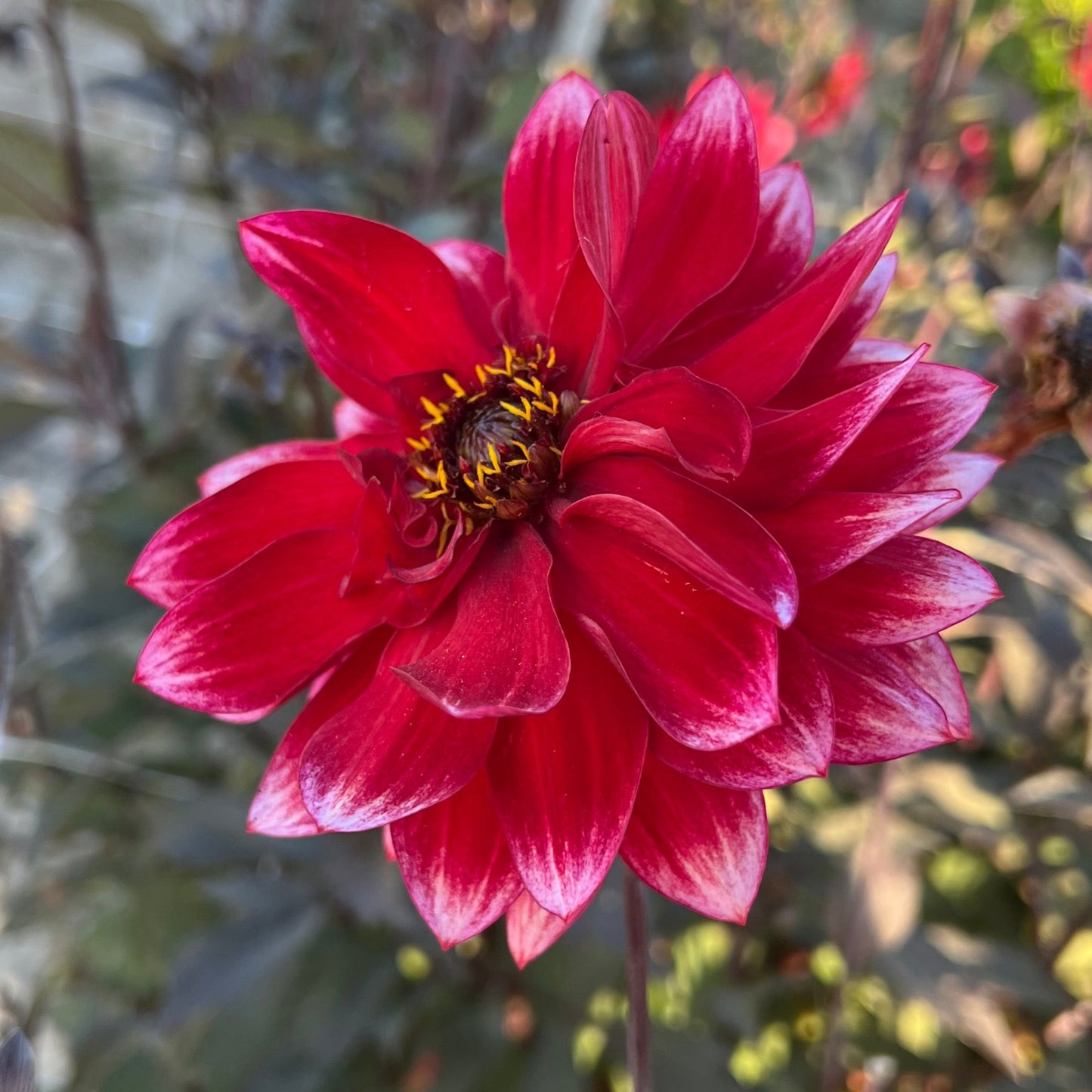 Dahlia Dakarin Nyhet!