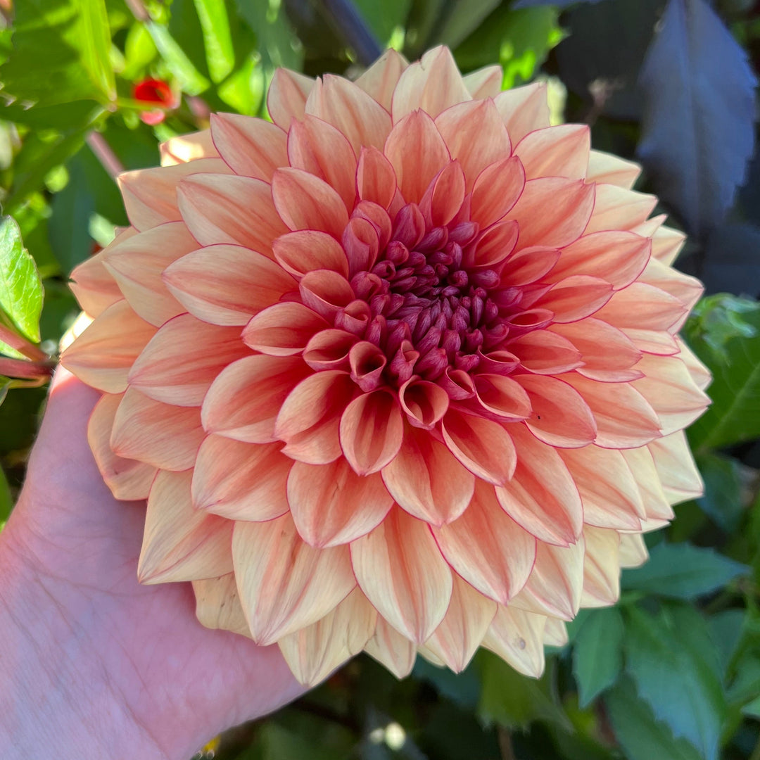 Dahlia Lovely Freja