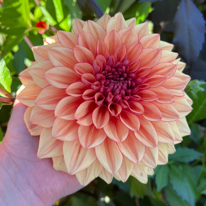 Dahlia Lovely Freja