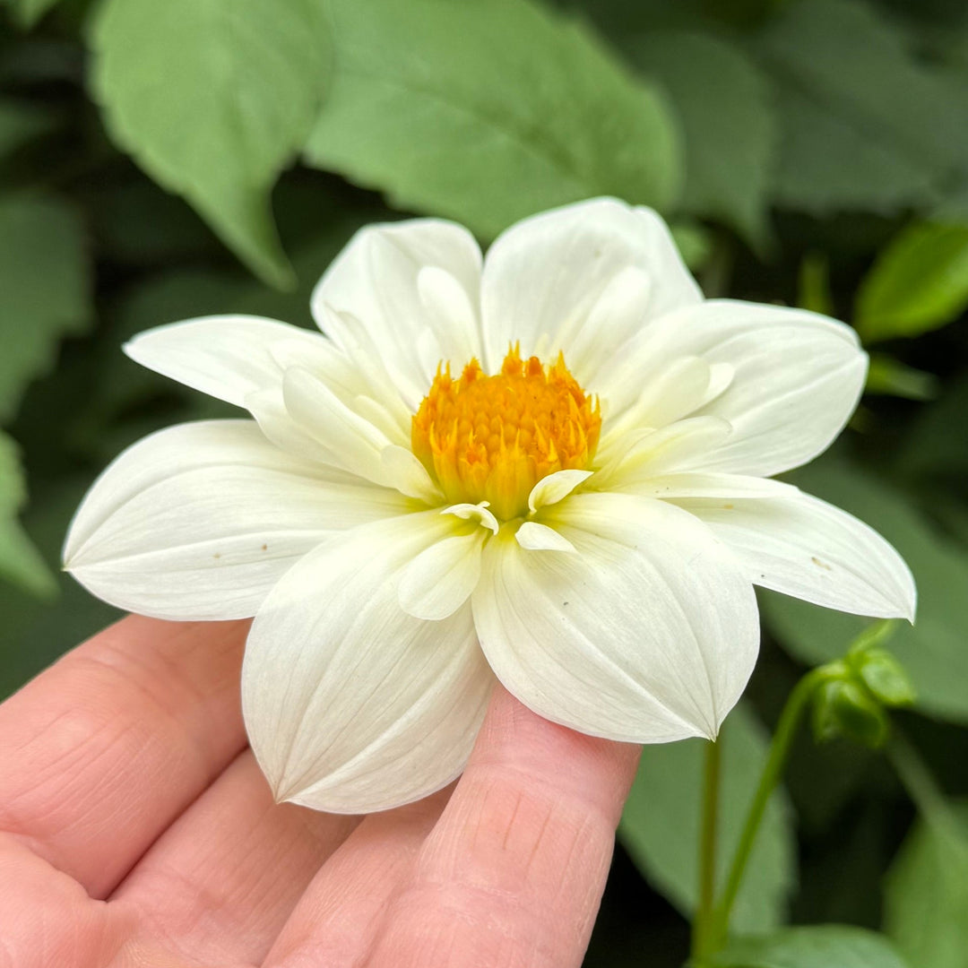 Dahlia Impression Flamenco