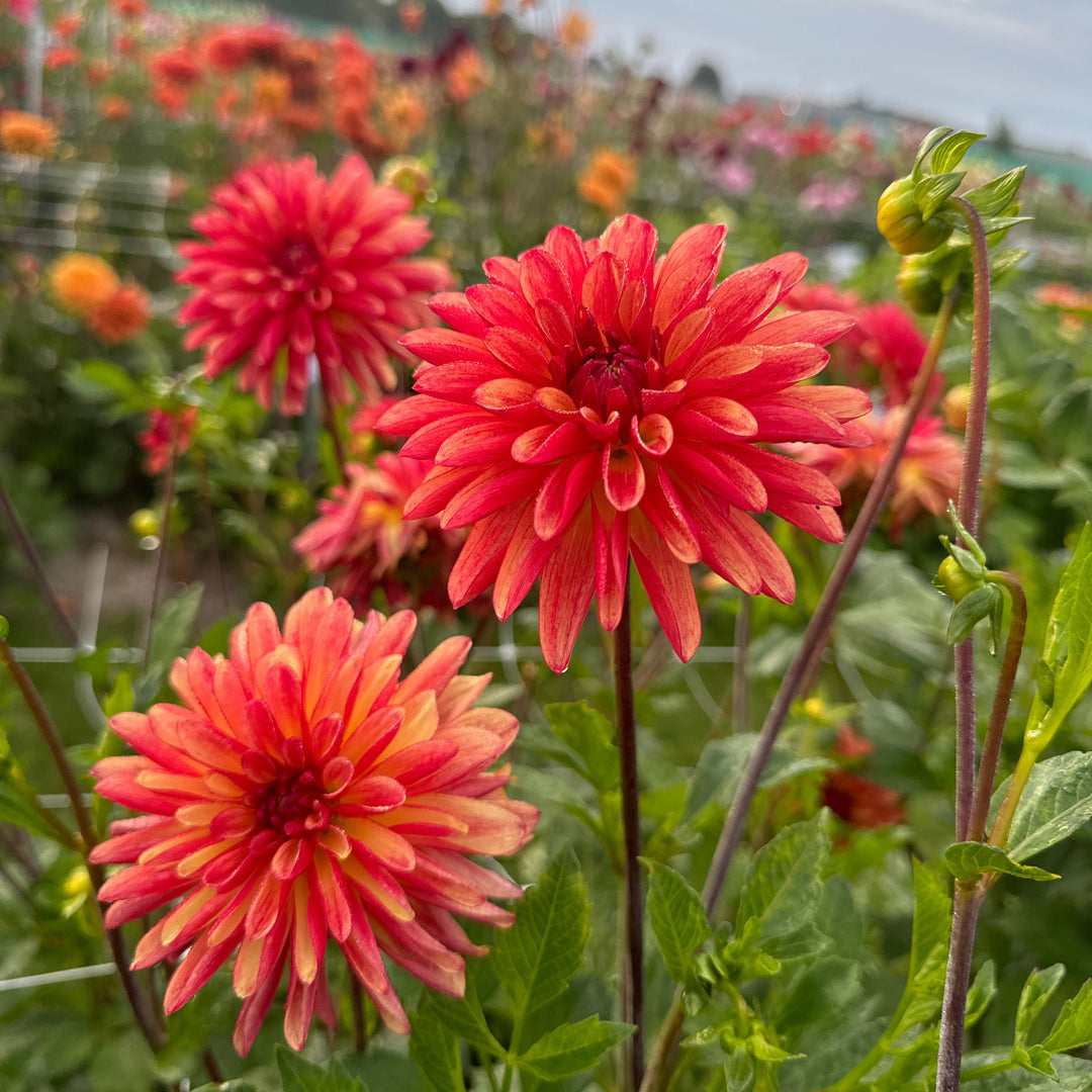 Dahlia Crazy Legs