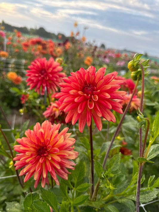 Dahlia Crazy Legs