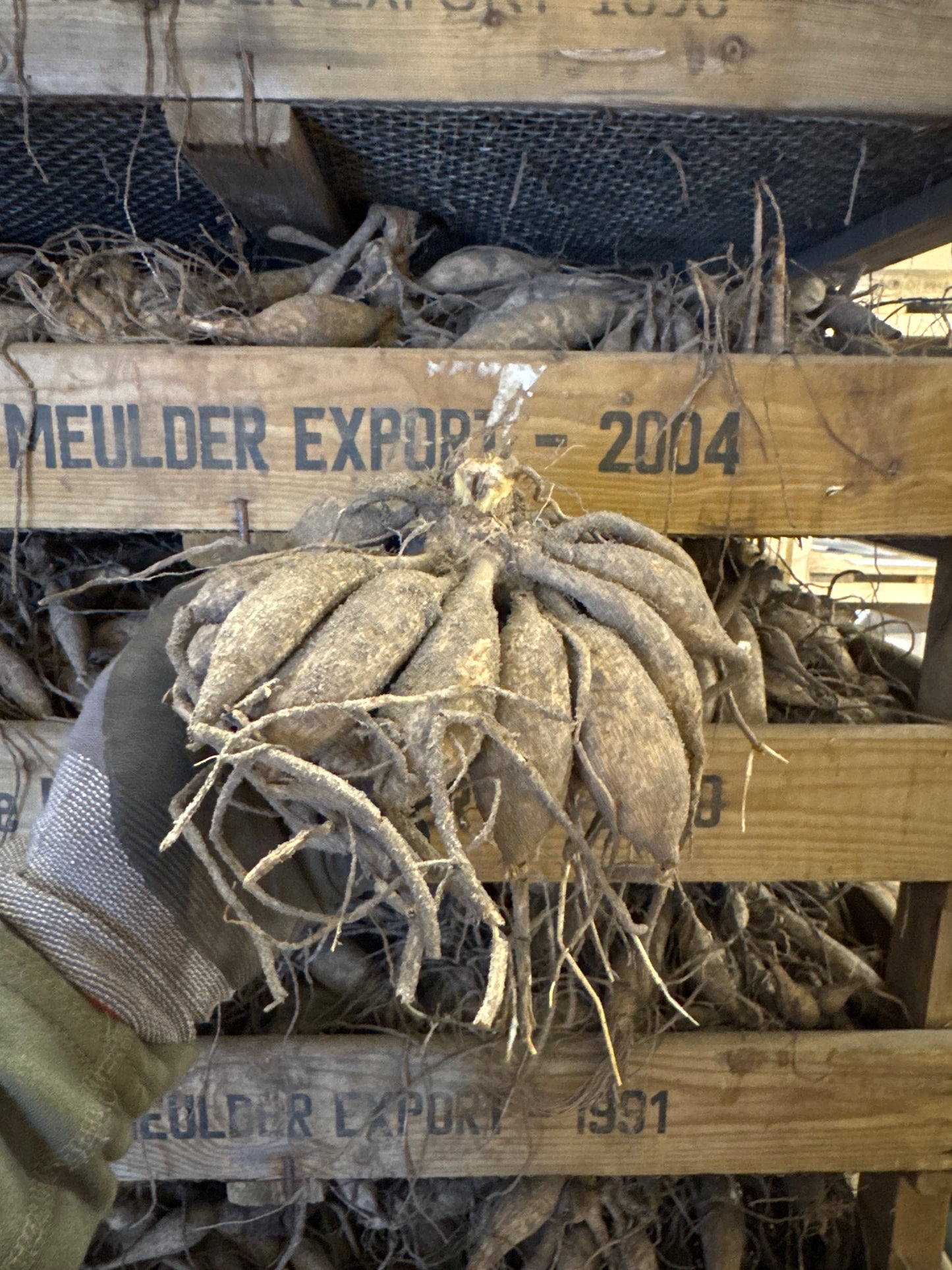 Dahlia Ping Pong Nyhet!