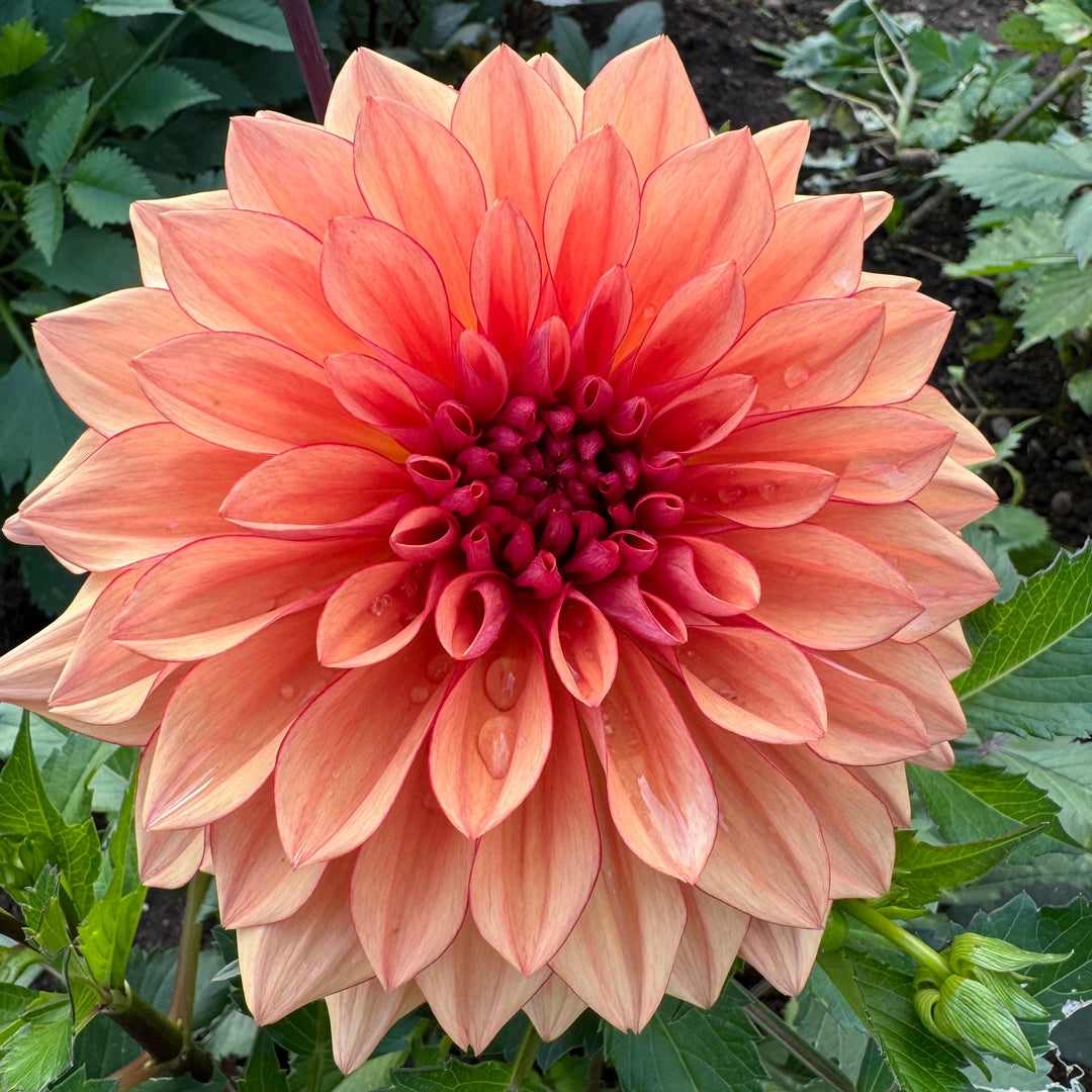 Dahlia Lovely Freja