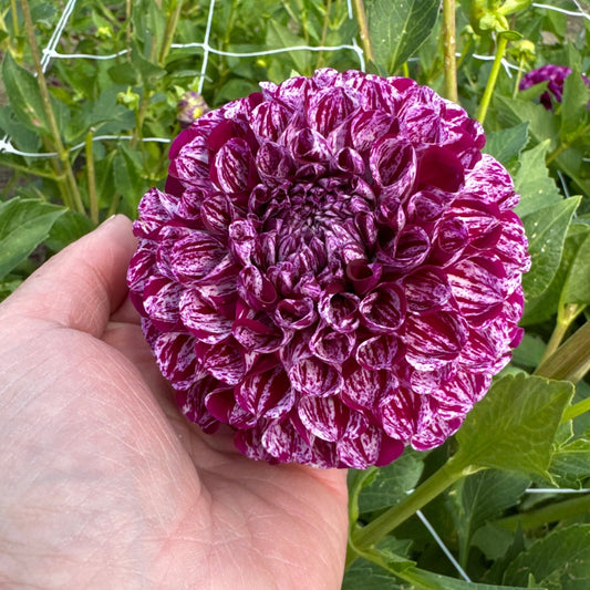 Dahlia Marble Ball Nyhet!