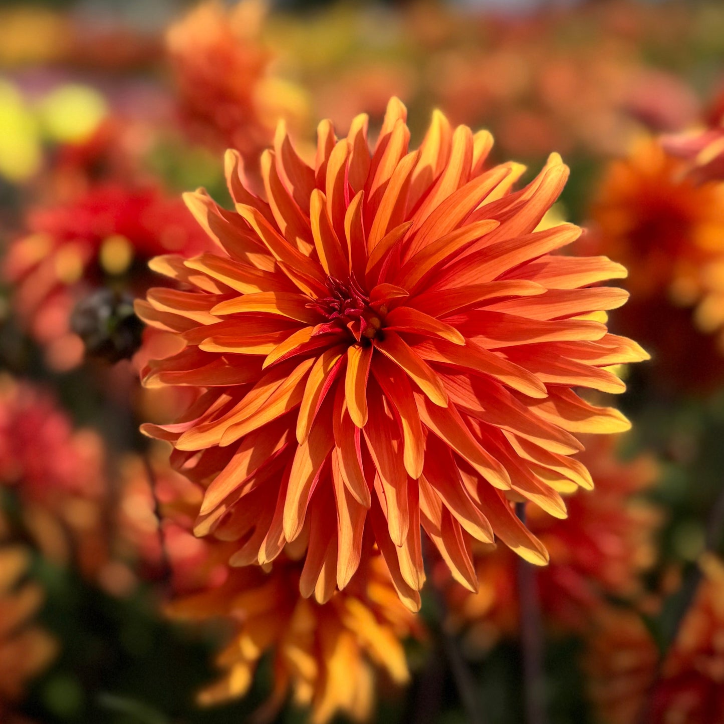 Dahlia Dorito Nyhet!
