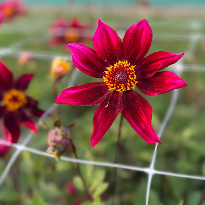 Dahlia Schipper&
