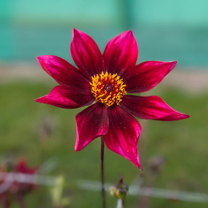 Dahlia Schipper&