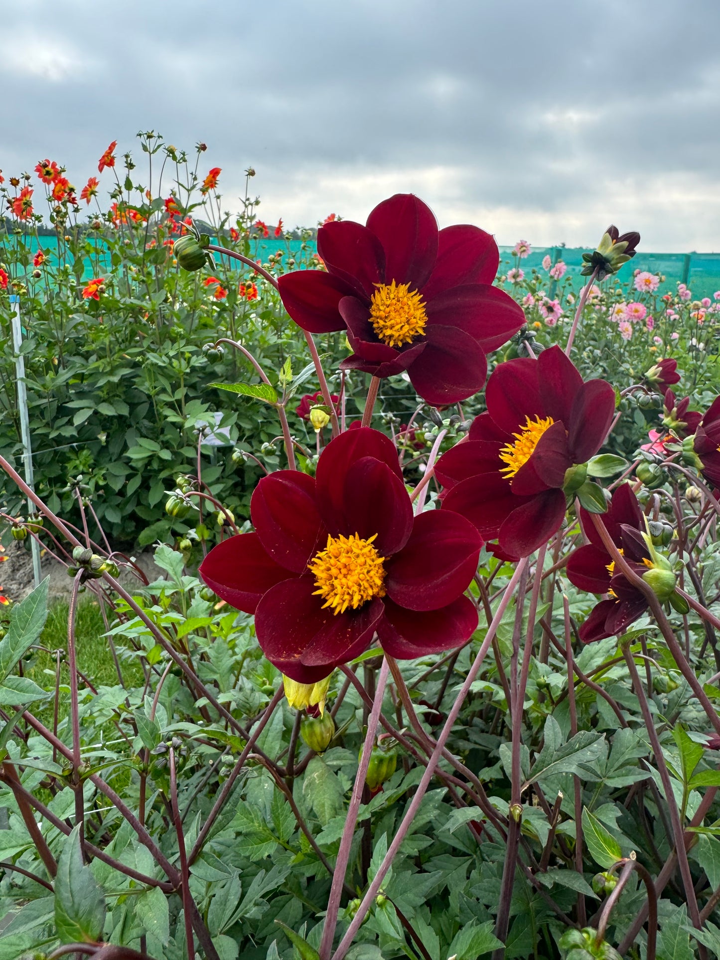 Dahlia Mexican Star Nyhet!