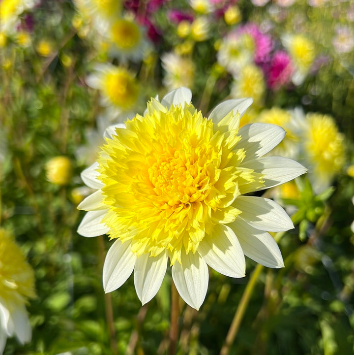 Dahlia Freyas Paso Doble