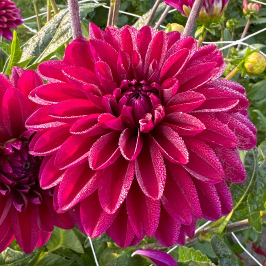 Dahlia Mister Blue Nyhet!