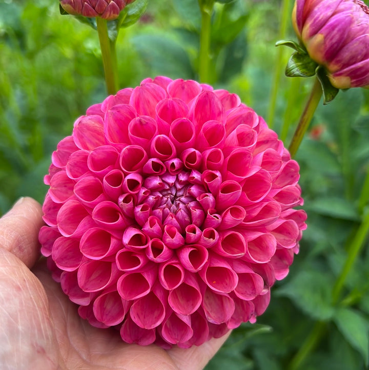 Dahlia Jowey Frambo UTGÅR!
