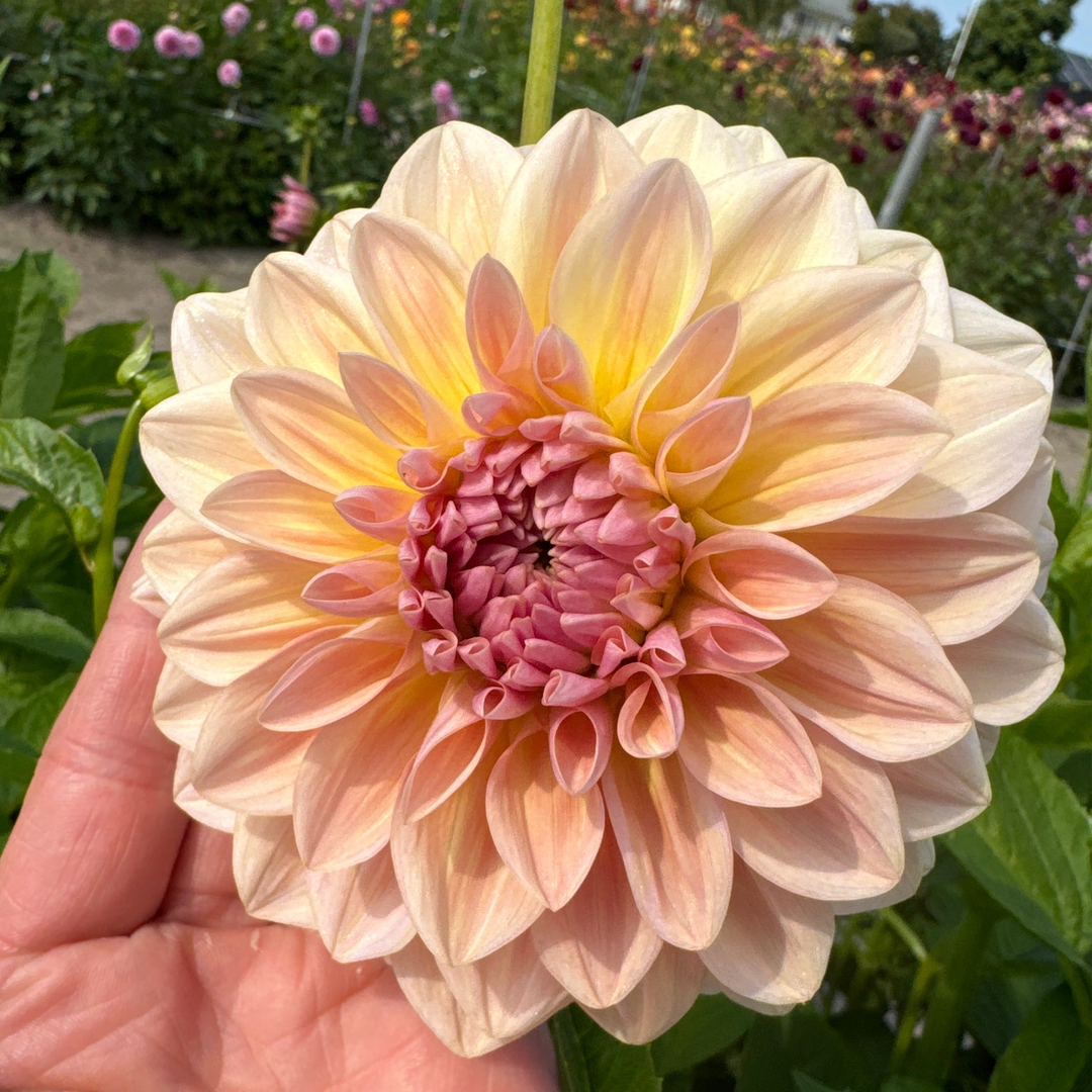Dahlia Sturm Sweet Maria