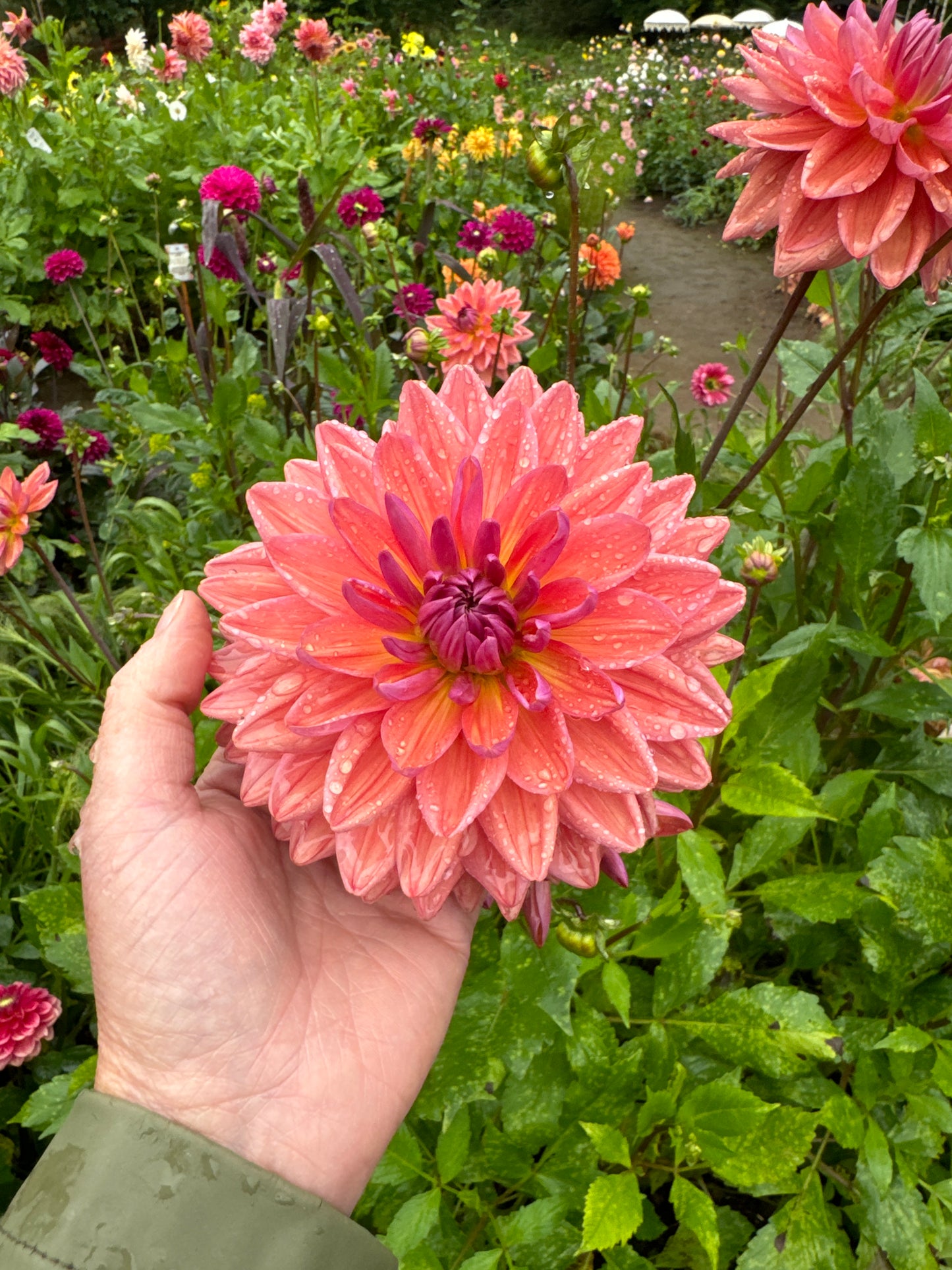 Dahlia Dutch Pearl