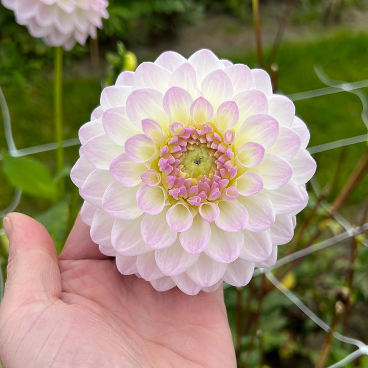 Dahlia Smoothy