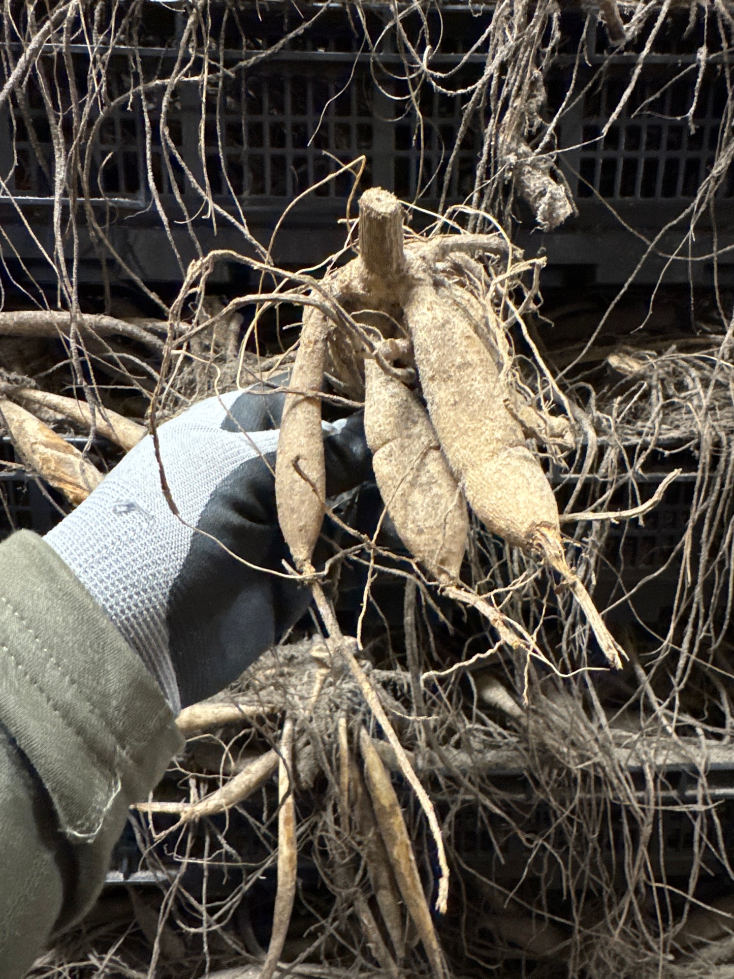 Dahlia Black Thomas Nyhet!