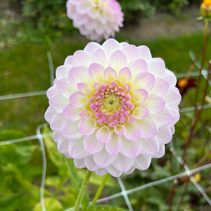 Dahlia Smoothy