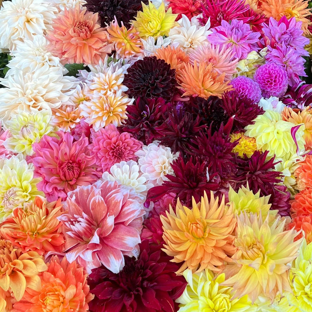 Dahlia Suprise 100st knölar