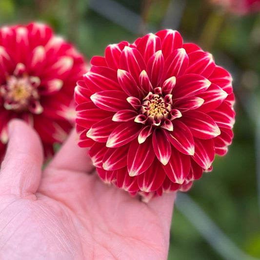 Dahlia Red Rock Nyhet!